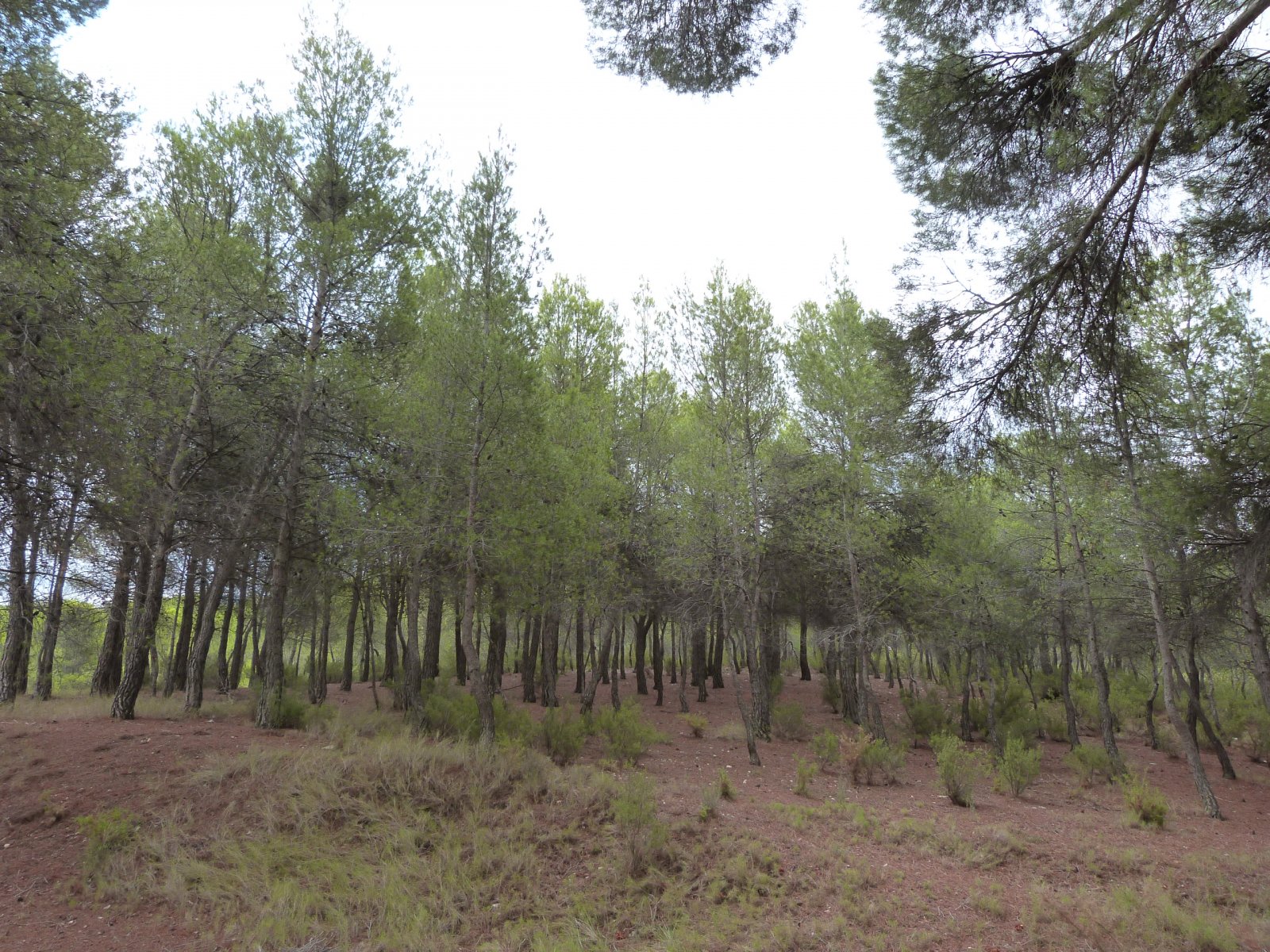  Esta magnífica casa de campo tradicional española de 15 dormitorios en Ibi (una de las quince masías en el valle del Vinalopó) está ub...
