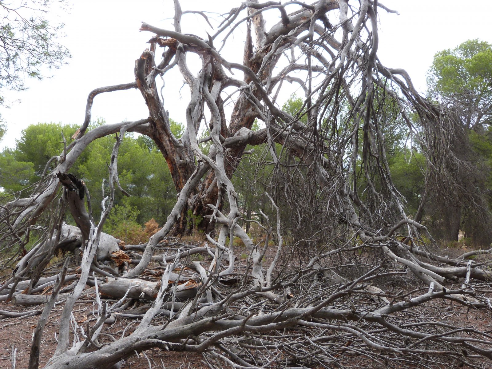  Esta magnífica casa de campo tradicional española de 15 dormitorios en Ibi (una de las quince masías en el valle del Vinalopó) está ub...