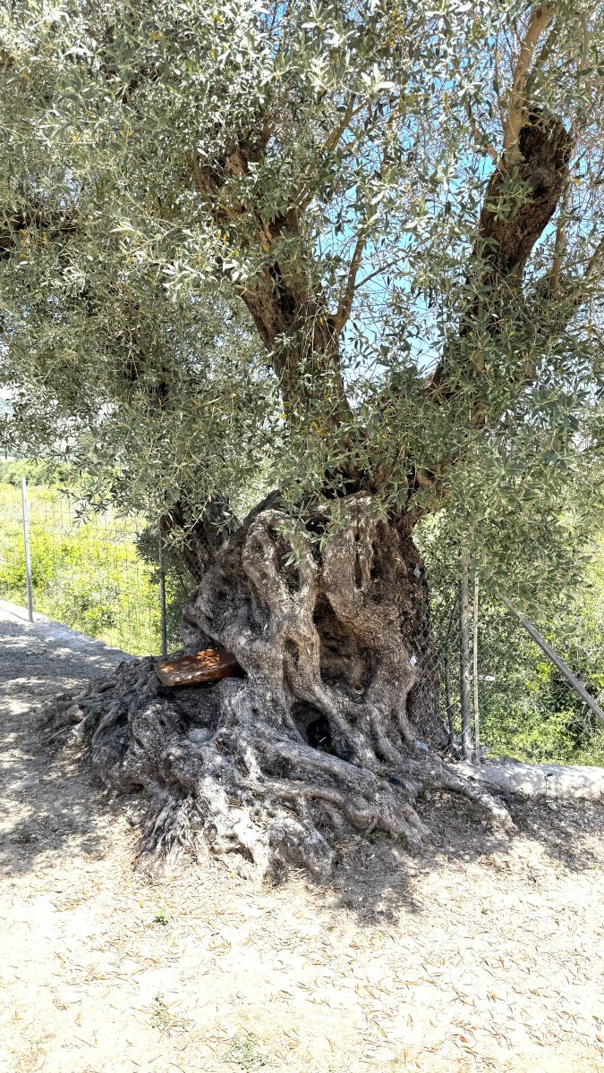 Una propiedad de ensueño con un amplio terreno y total privacidad cerca de Denia, Oliva y Jávea